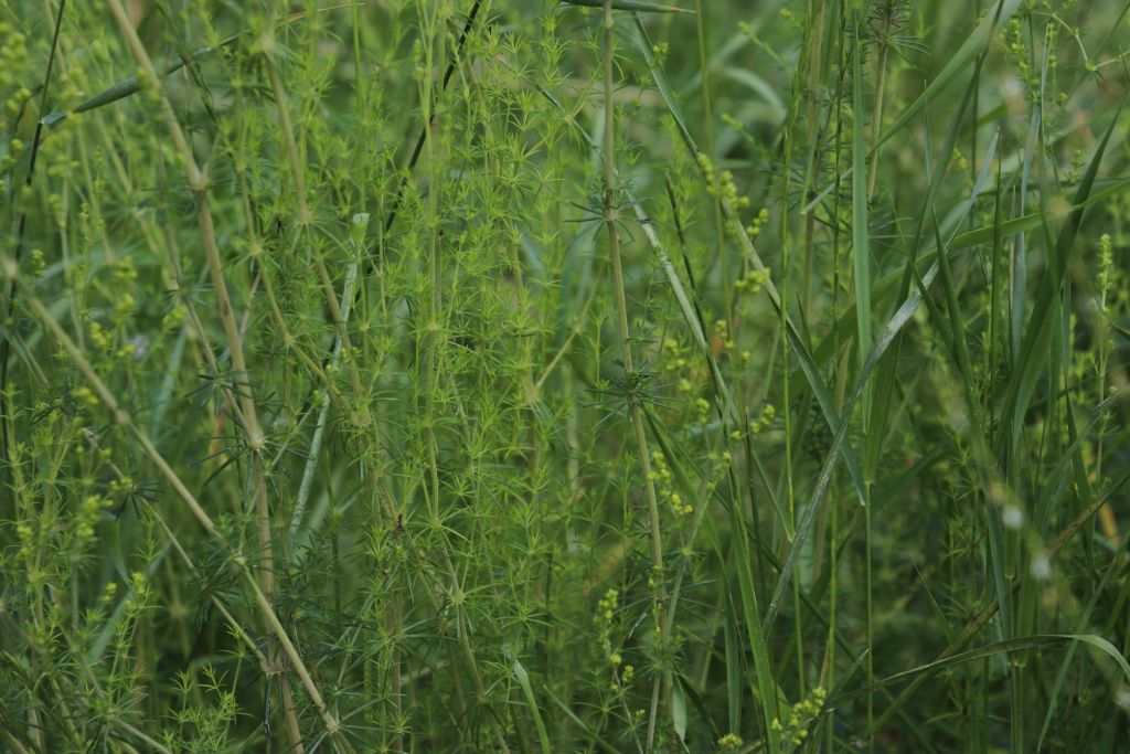 Galium verum L.
