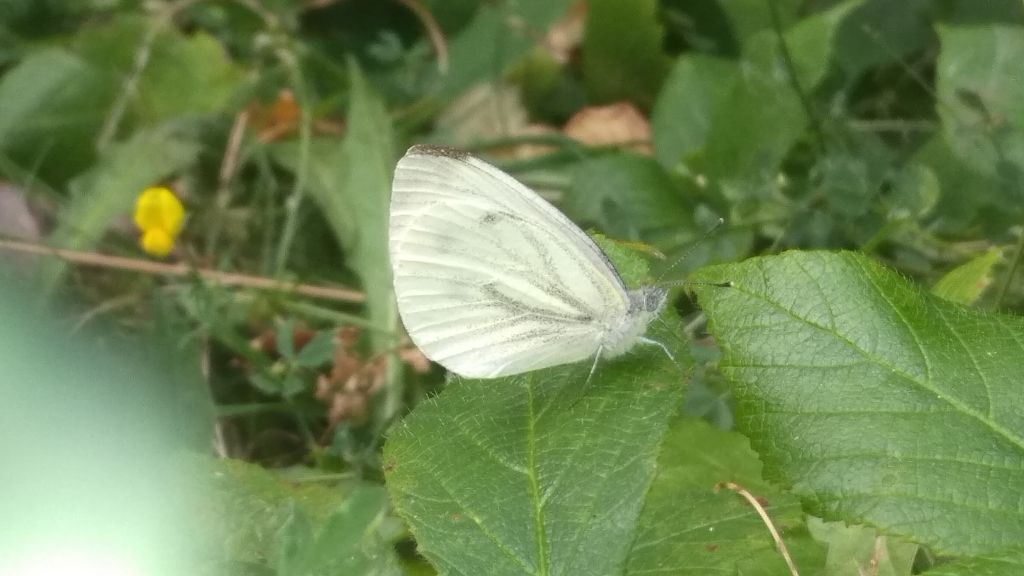 Pieris napi (Linnaeus, 1758)