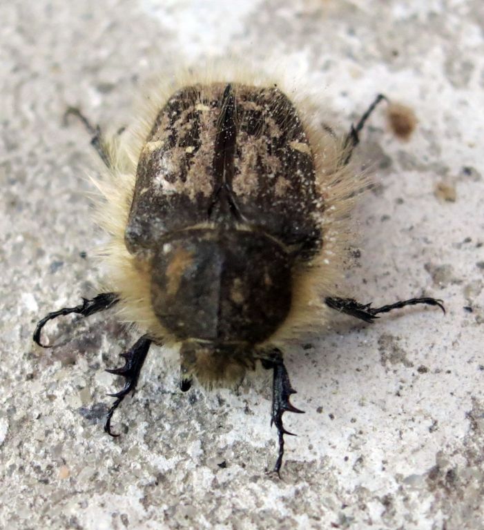 Tropinota hirta (Poda, 1761)