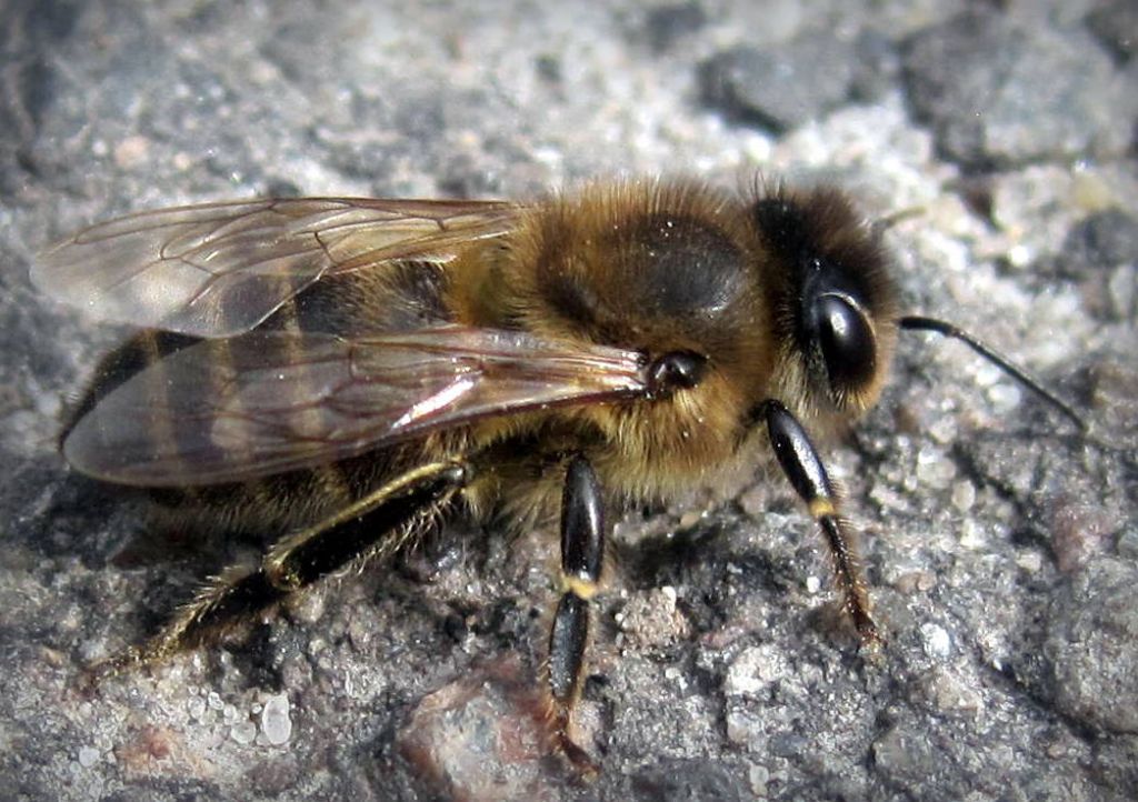 Apis mellifera Linnaeus, 1758