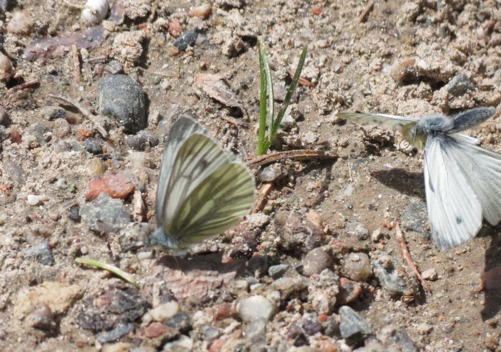 Pieris napi (Linnaeus, 1758)