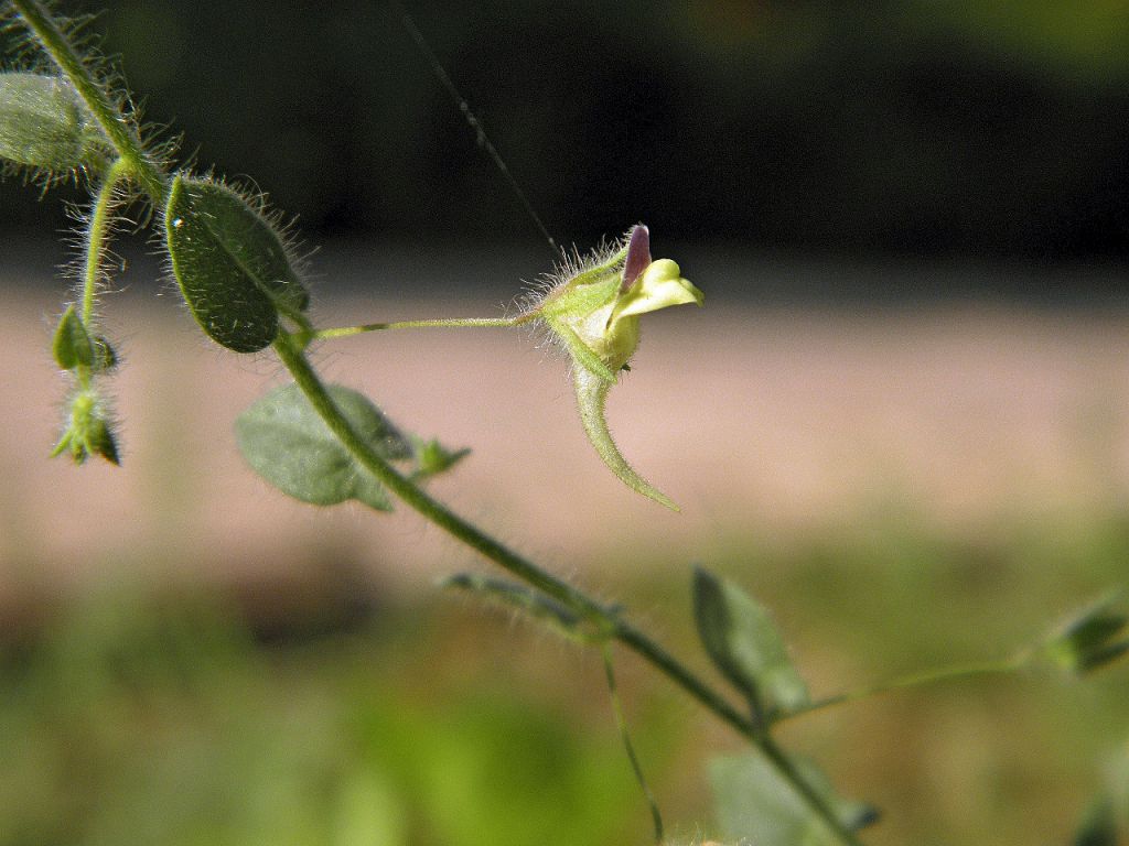 Kickxia elatine (L.) Dumort.