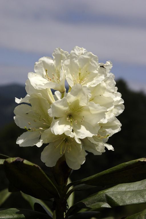 Rhododendron caucasicum Pall.