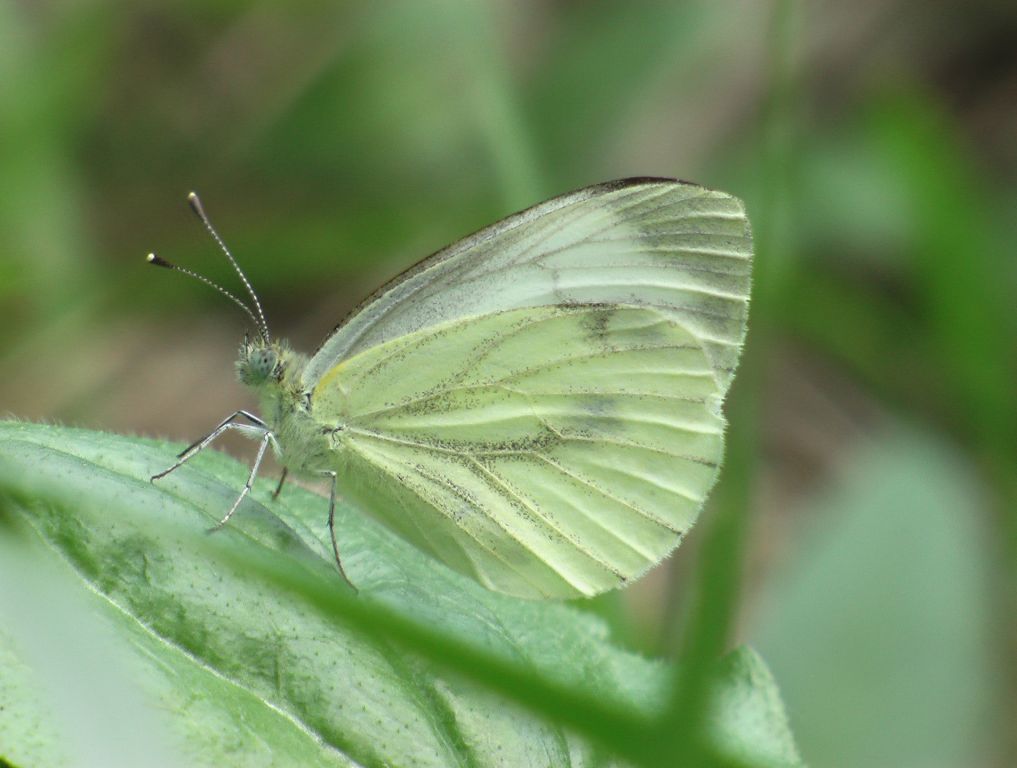 Pieris napi (Linnaeus, 1758)