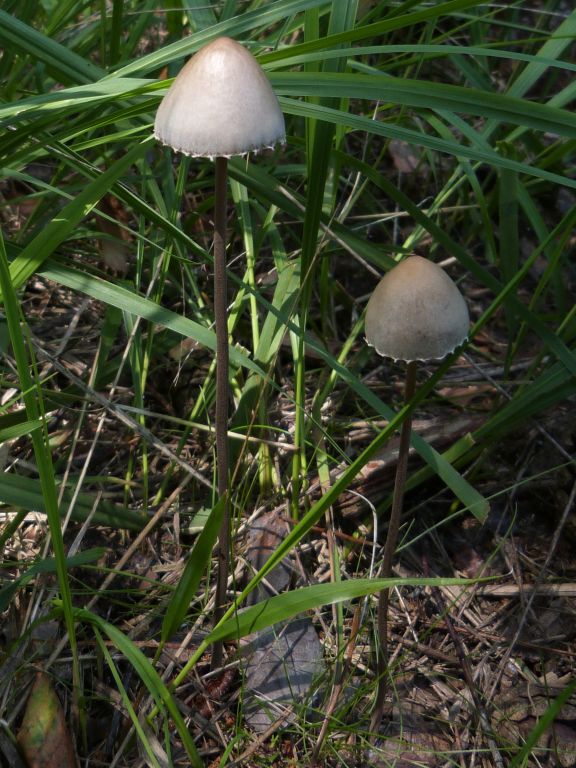 Fungi