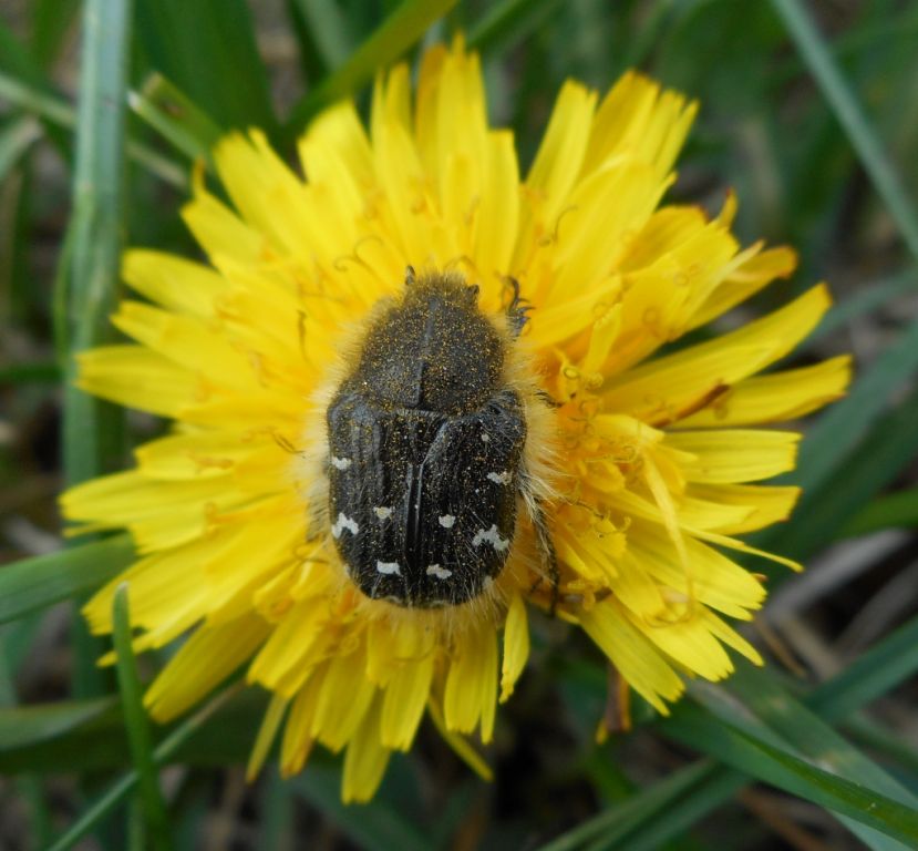 Tropinota hirta (Poda, 1761)