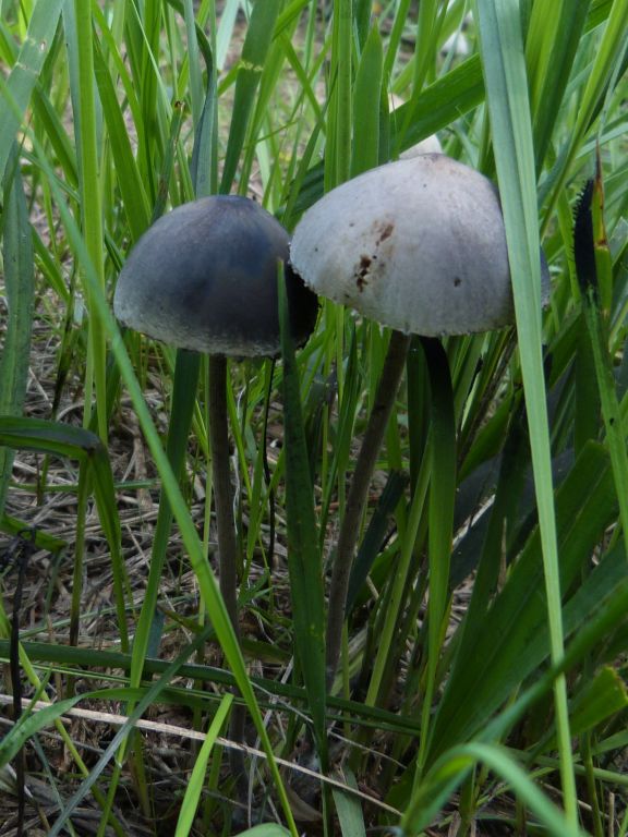 Fungi