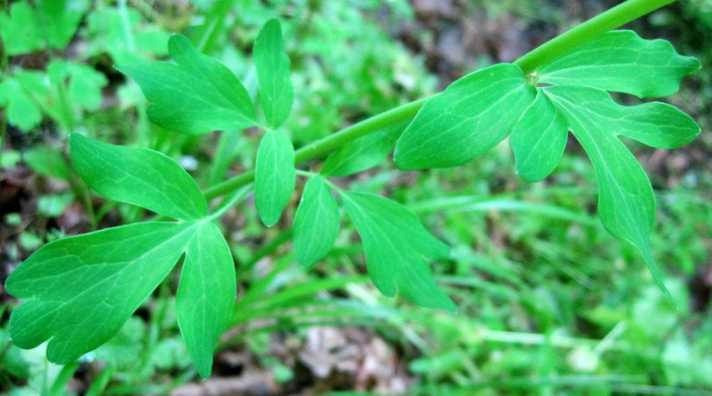 Aquilegia vulgaris L.