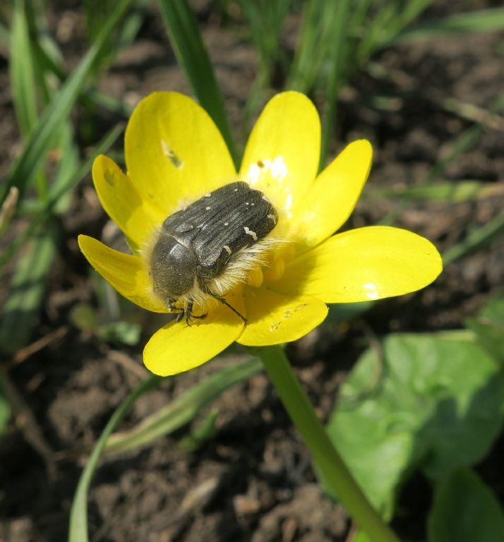 Tropinota hirta (Poda, 1761)