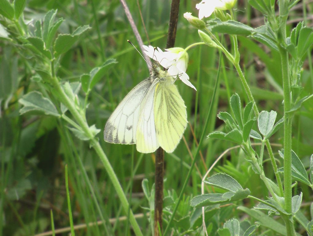 Pieris napi (Linnaeus, 1758)