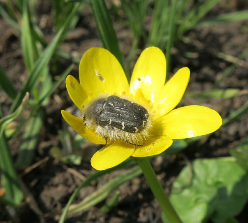 Tropinota hirta (Poda, 1761)