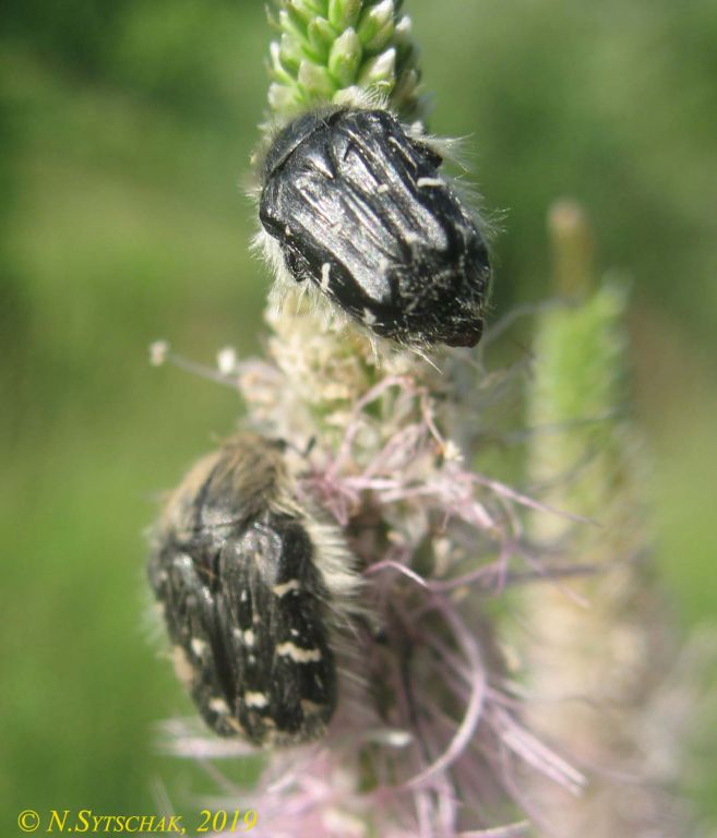 Tropinota hirta (Poda, 1761)