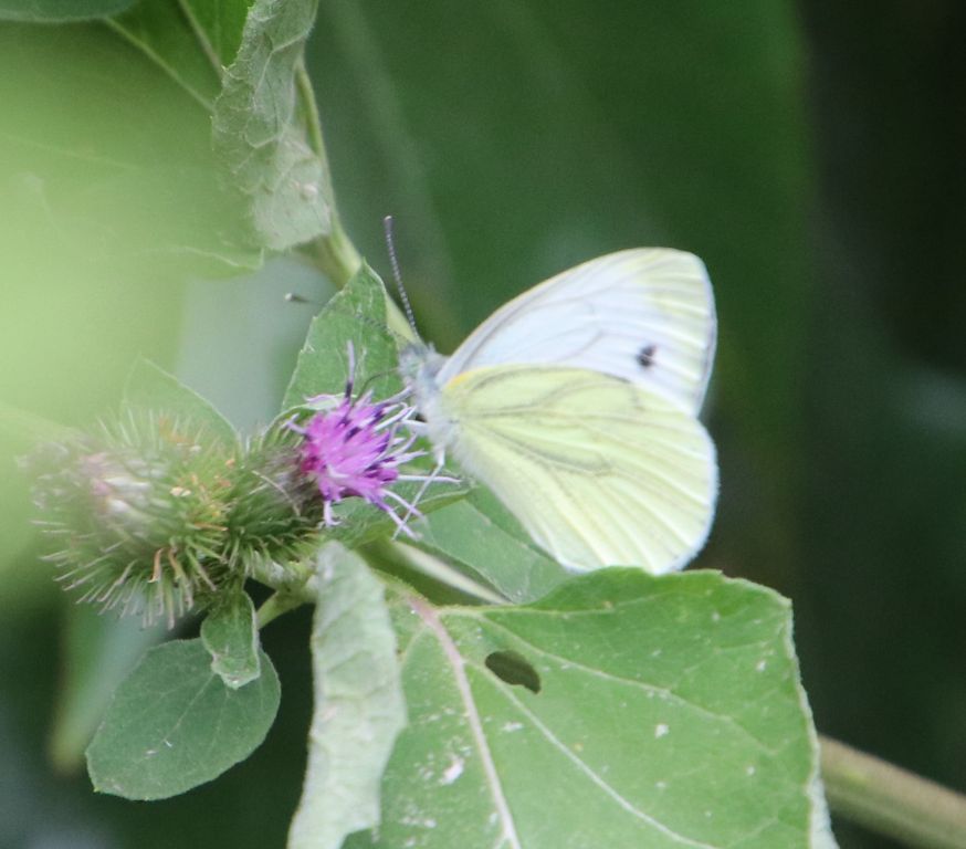 Pieris napi (Linnaeus, 1758)