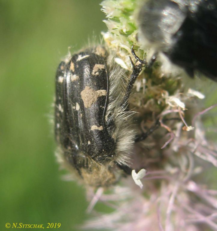 Tropinota hirta (Poda, 1761)