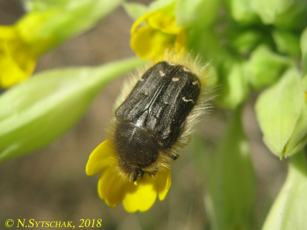 Tropinota hirta (Poda, 1761)