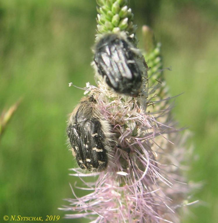 Tropinota hirta (Poda, 1761)
