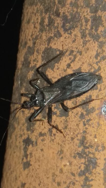 Reduvius personatus (Linnaeus, 1758)
