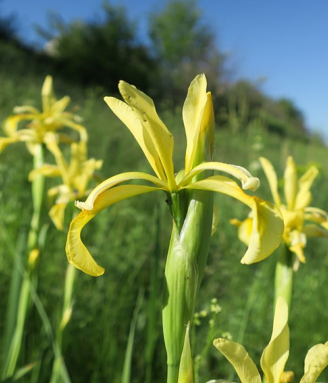 Iris halophila Pall.