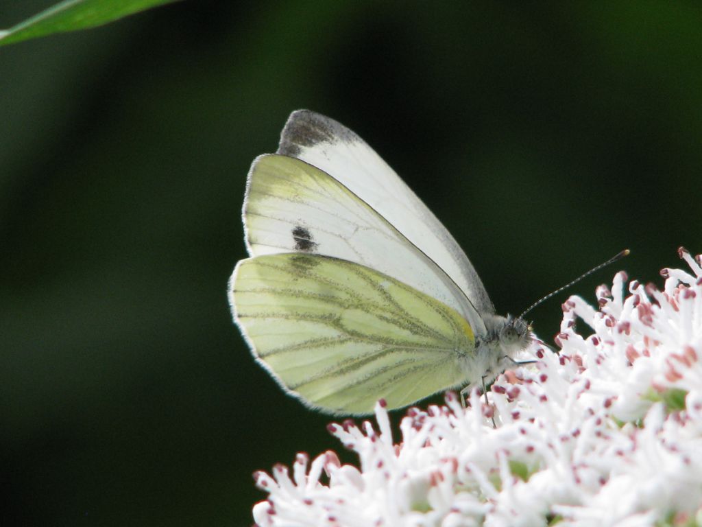Pieris napi (Linnaeus, 1758)