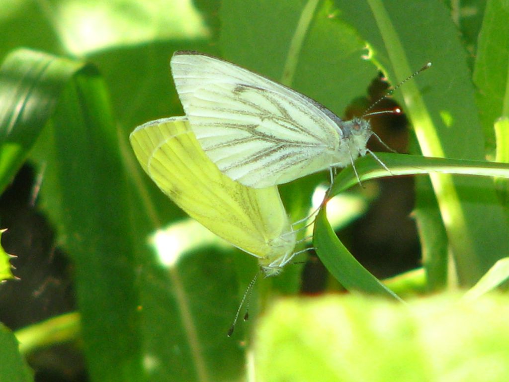 Pieris napi (Linnaeus, 1758)