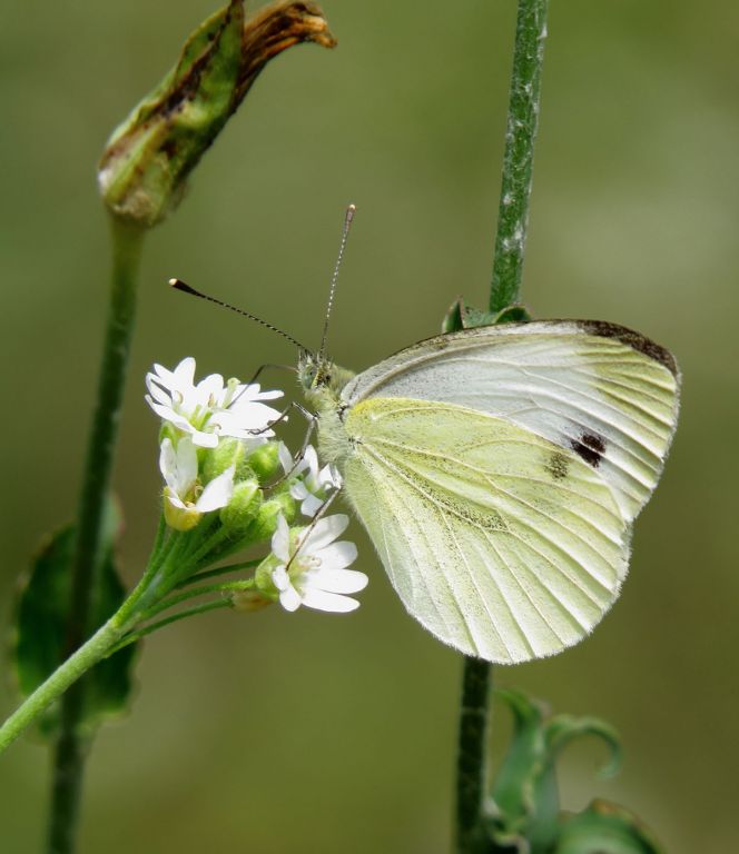 Pieris napi (Linnaeus, 1758)