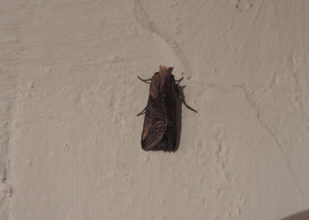 Abrostola triplasia (Linnaeus, 1758)