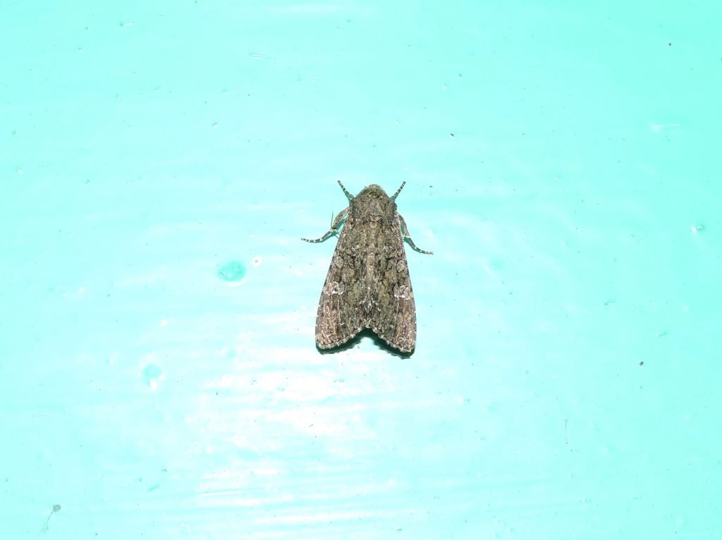 Mamestra brassicae (Linnaeus, 1758)