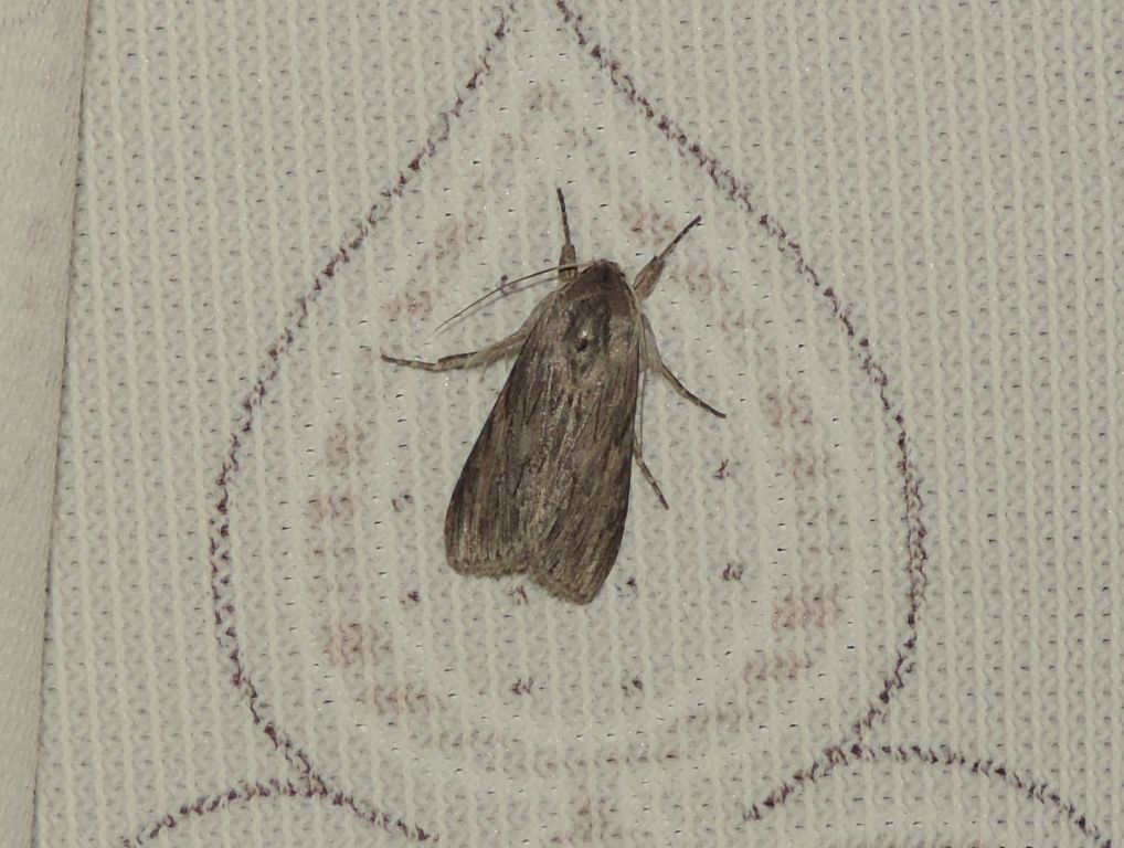 Cucullia (Cucullia) pustulata Eversmann, 1842