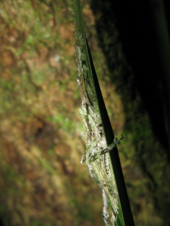 Acanthodis aquilina (Linnaeus, 1758)