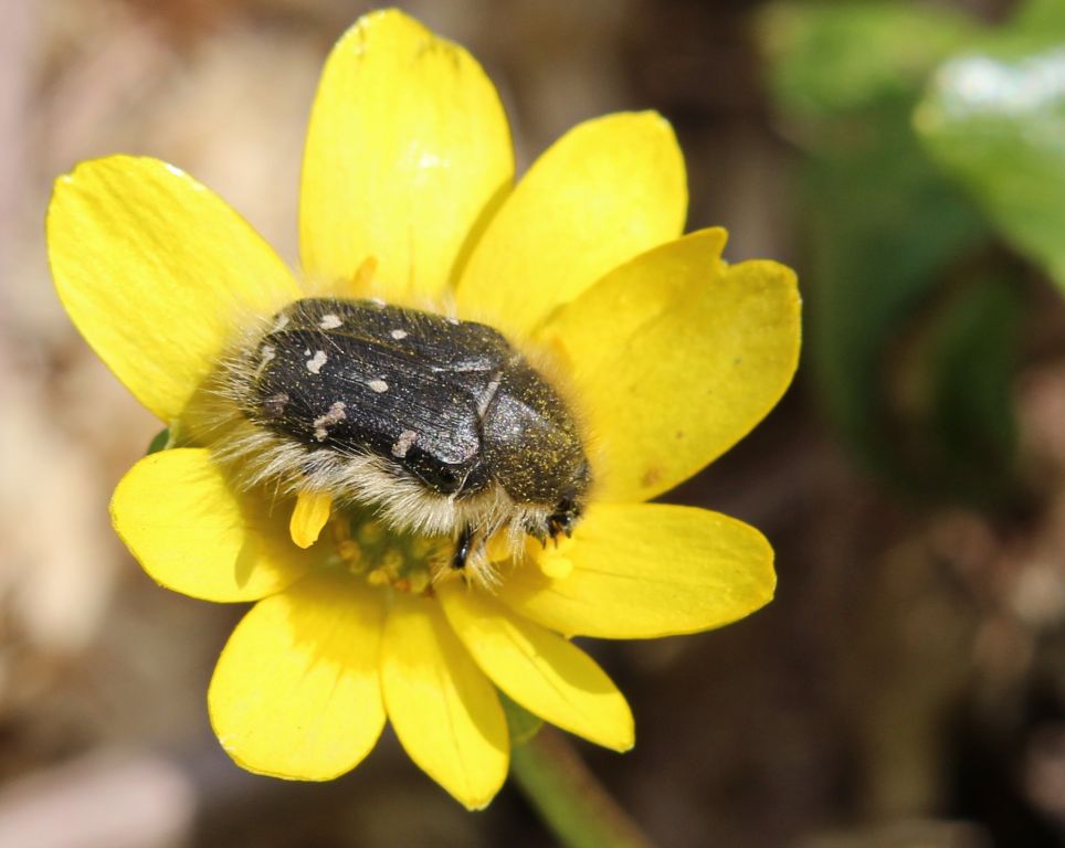 Tropinota (Epicometis) hirta (Poda, 1761)