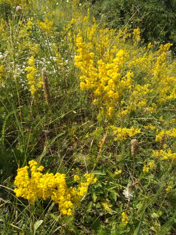 Galium verum L.