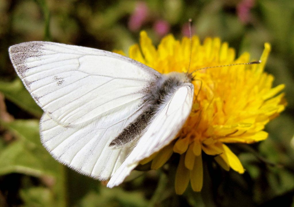 Pieris napi (Linnaeus, 1758)