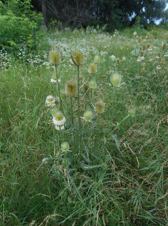 Dipsacus laciniatus L.