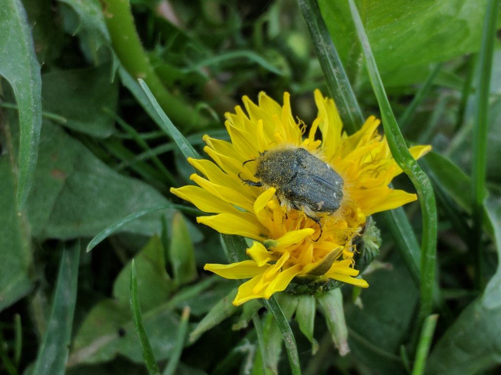 Tropinota hirta (Poda, 1761)