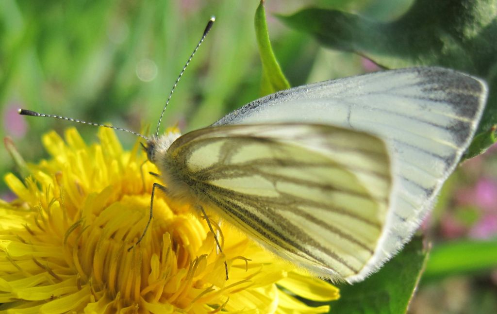 Pieris napi (Linnaeus, 1758)