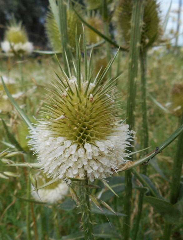Dipsacus laciniatus L.