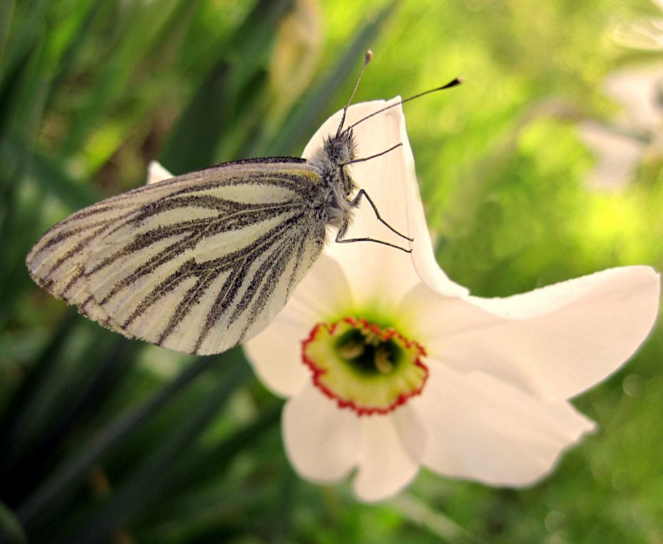 Pieris napi (Linnaeus, 1758)