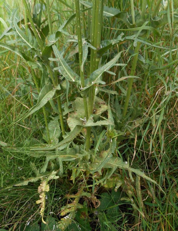 Dipsacus laciniatus L.