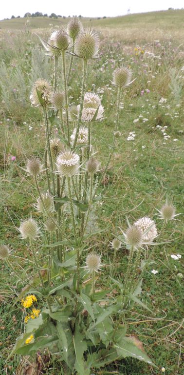 Dipsacus laciniatus L.