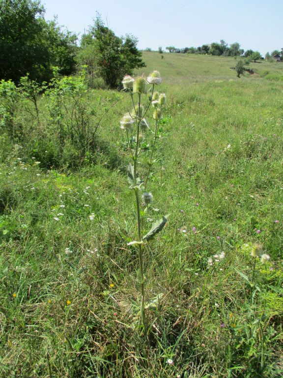 Dipsacus laciniatus L.