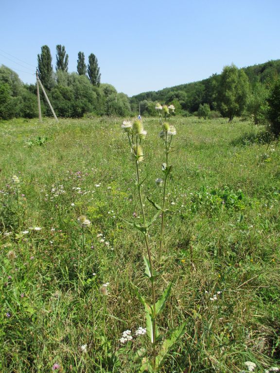 Dipsacus laciniatus L.