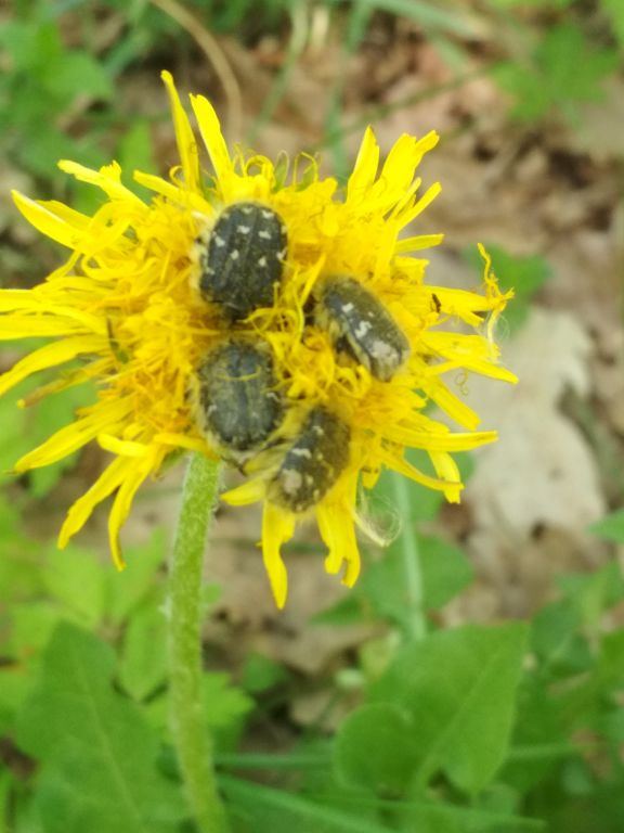 Tropinota hirta (Poda, 1761)