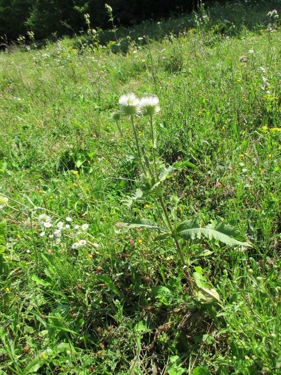 Dipsacus laciniatus L.