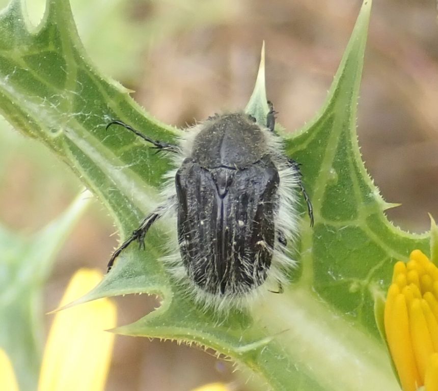 Tropinota hirta (Poda, 1761)