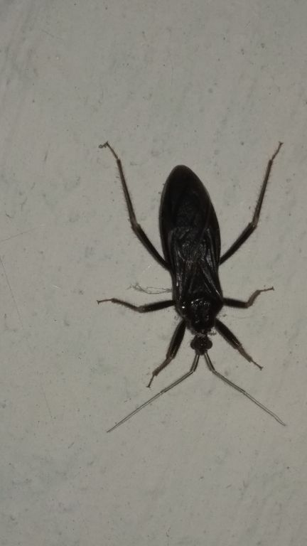 Reduvius personatus (Linnaeus, 1758)