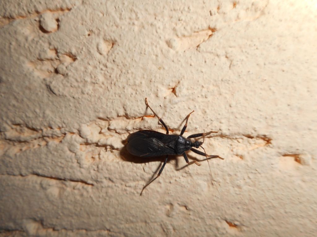 Reduvius personatus (Linnaeus, 1758)