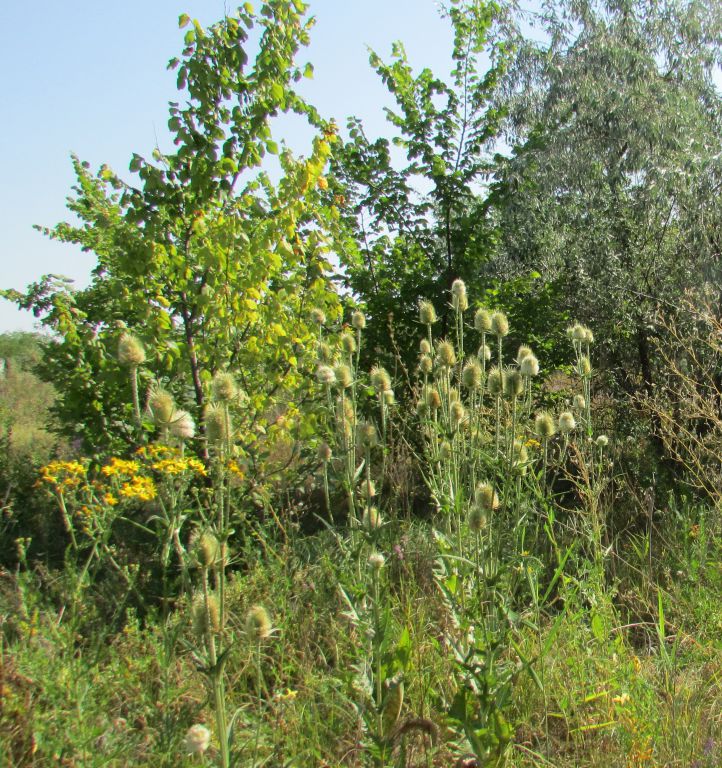 Dipsacus laciniatus L.