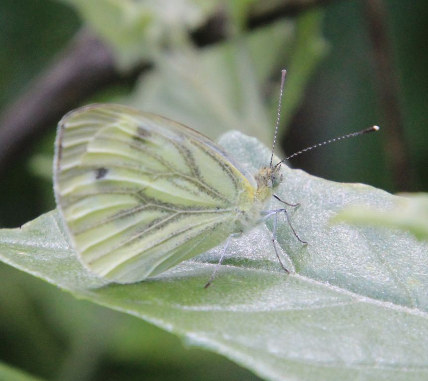 Pieris napi (Linnaeus, 1758)