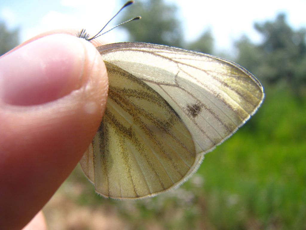 Pieris napi (Linnaeus, 1758)