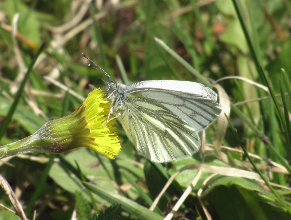 Pieris napi (Linnaeus, 1758)